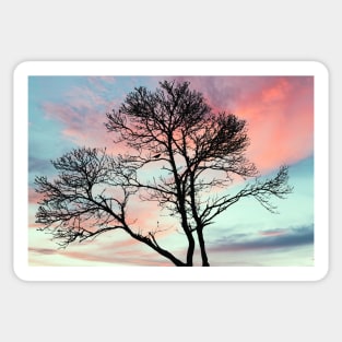 Beautiful tree with a craw at sunset Sticker